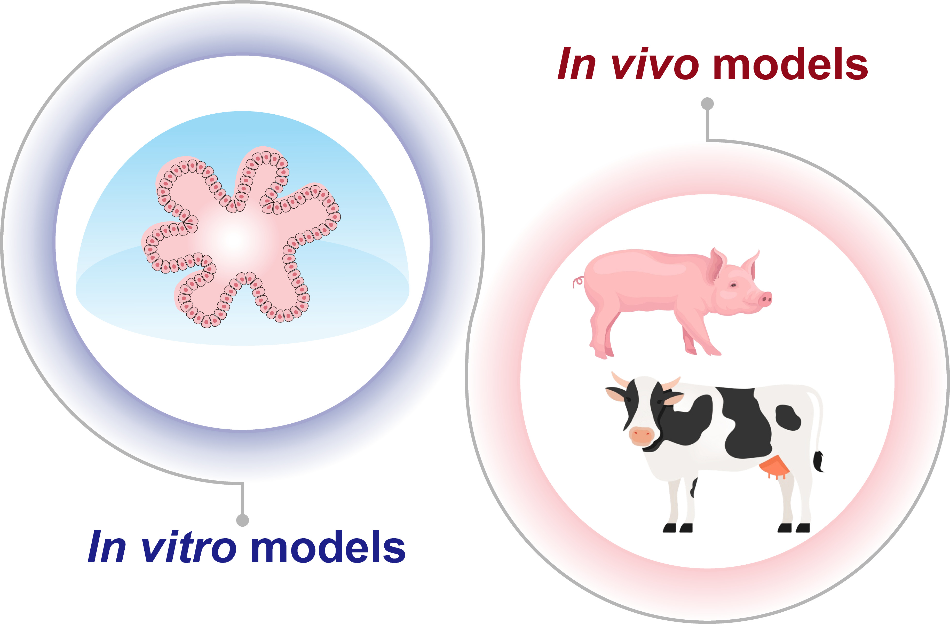 In vitro and in vivo models picture