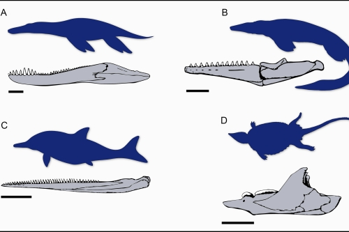 Rise of the Mesozoic sea dragons