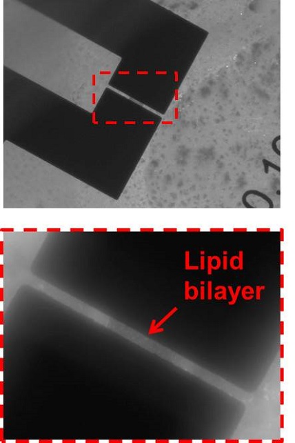 Lipid Bilayer