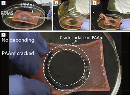 Hydrophobic and hydrophilic