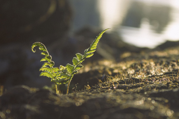 Plant mass extinctions, and getting mental health help