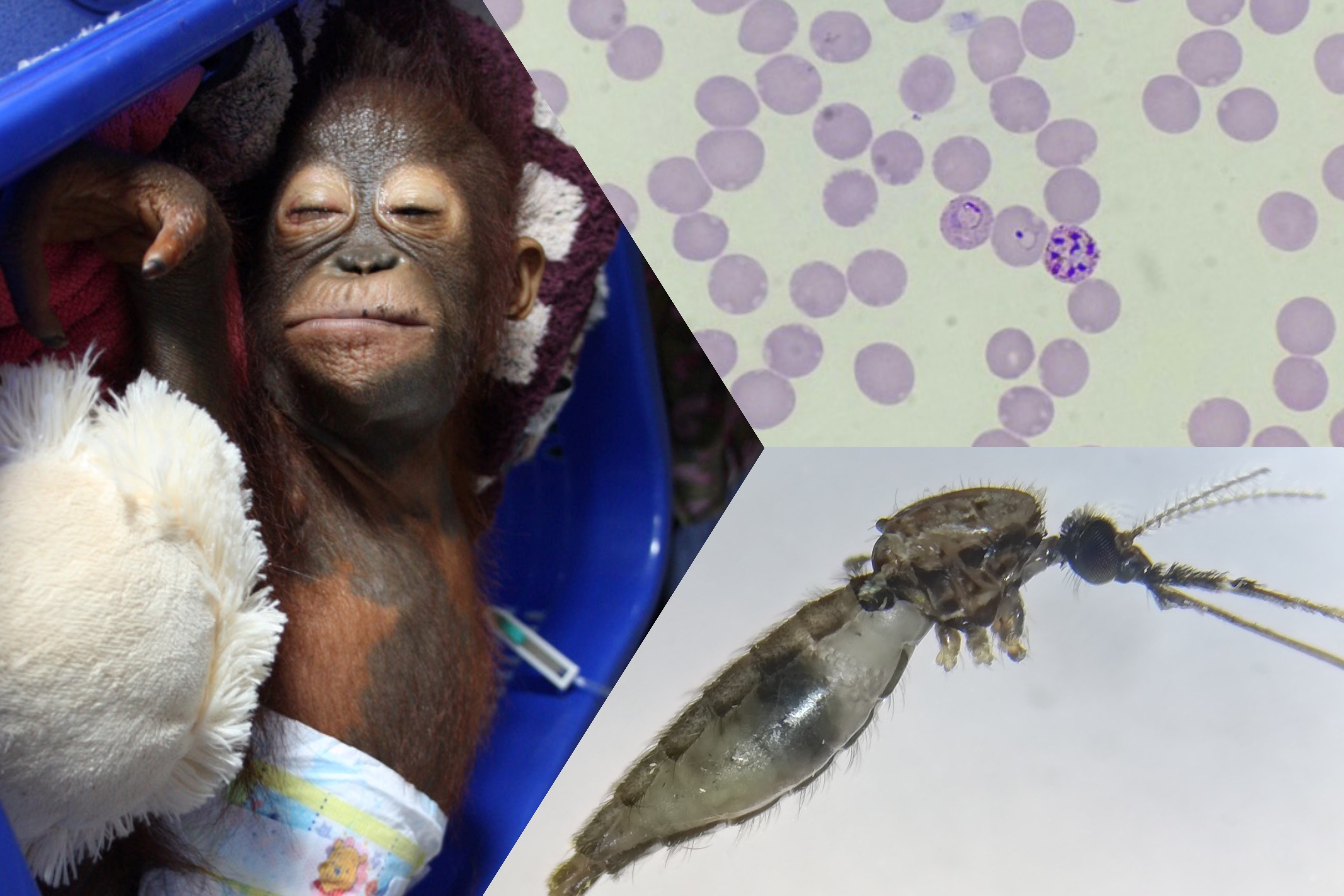 Primate Malaria and Zoonosis Image3