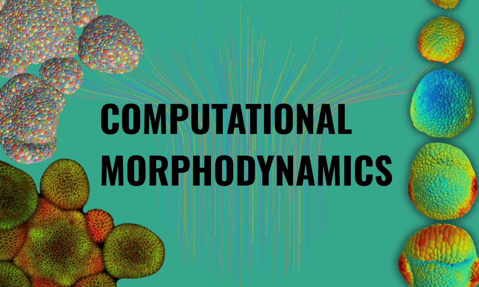 Comp Morphodynamics
