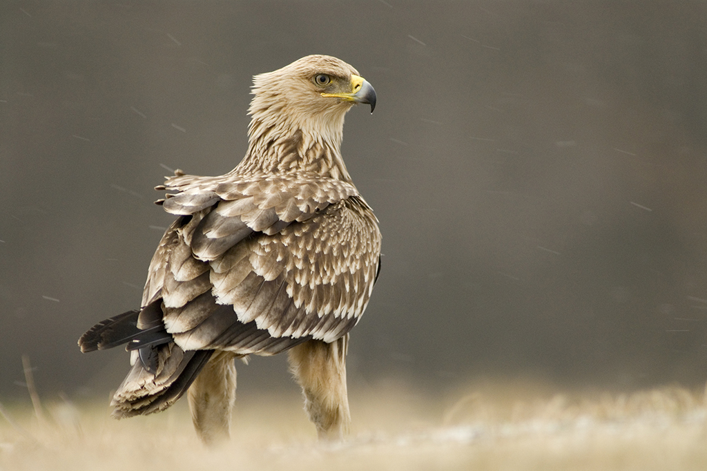 Sustainable Developments Threatens Birds of Prey