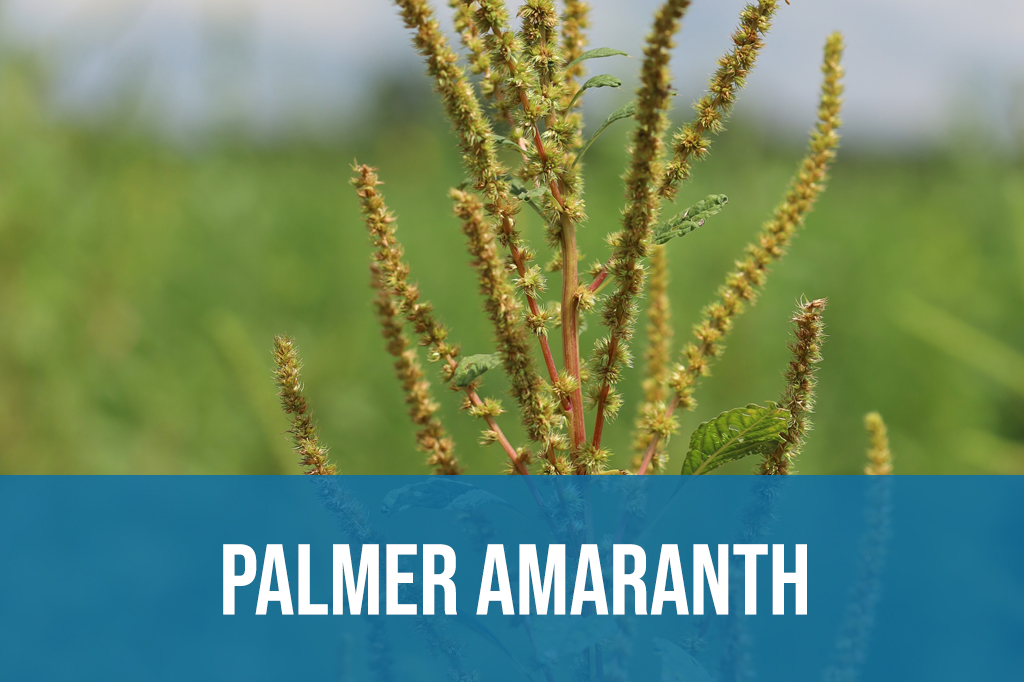 Palmer amaranth