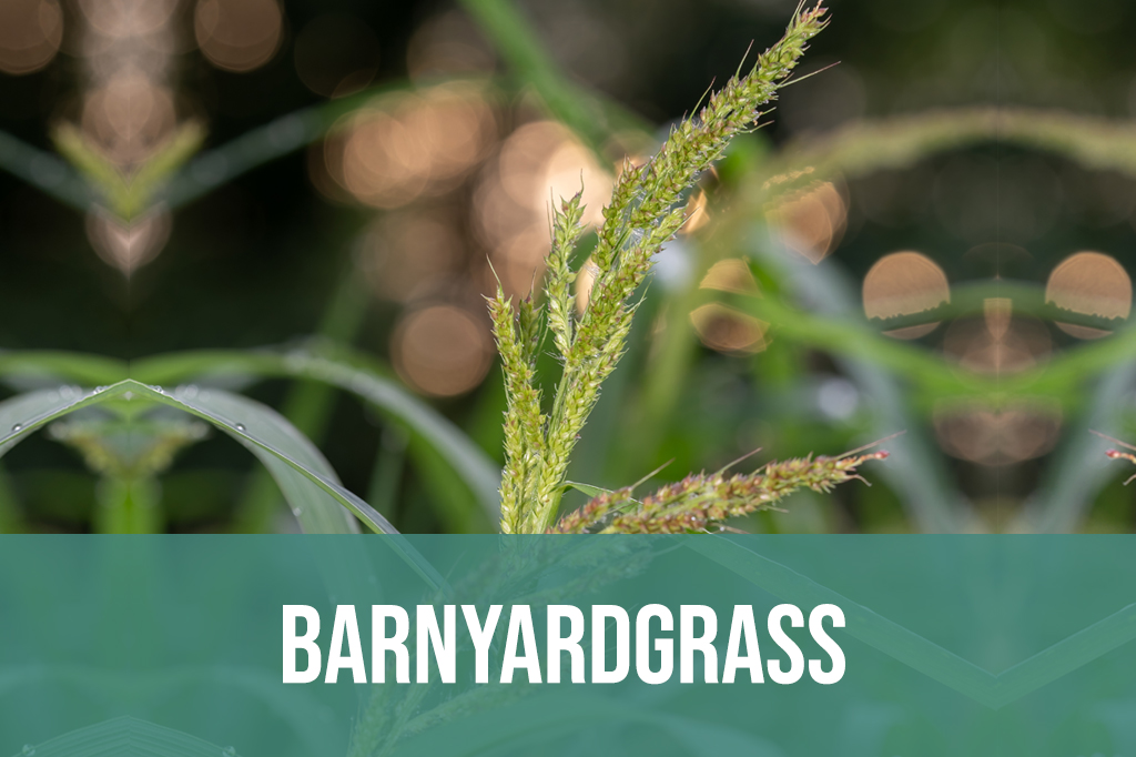 Barnyardgrass