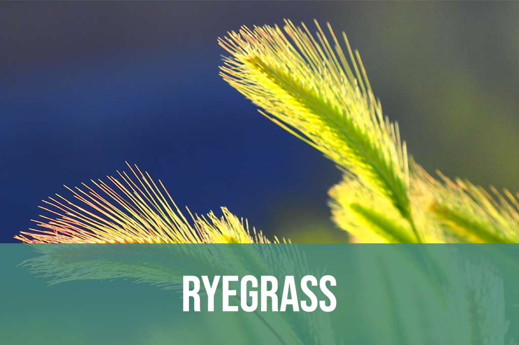 Ryegrass